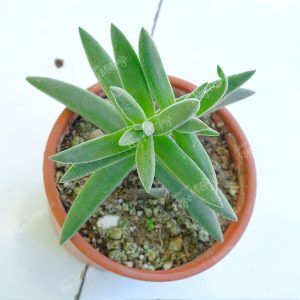 Crassula Mesembryanthemoides Sukulent
