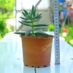 Crassula Mesembryanthemoides Sukulent - Görsel 2