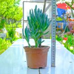 Curio Repens Sukulent - Mavi Renkli