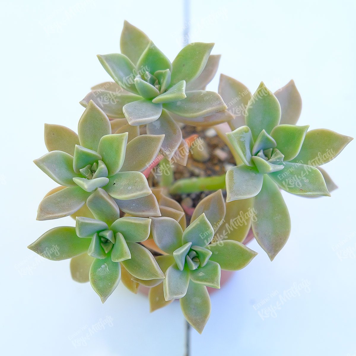 Graptopetalum-Paraguayense1-1.jpg Graptopetalum Paraguayense Sukulent - Görsel 1