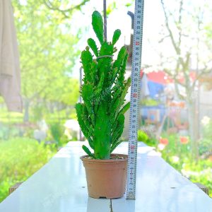 Meksika Kaktüsü – Opuntia Monacantha (Yetişkin Boy)