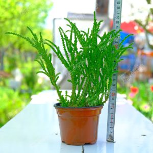 Prenses Çamı - Crassula Muscosa Sukulent