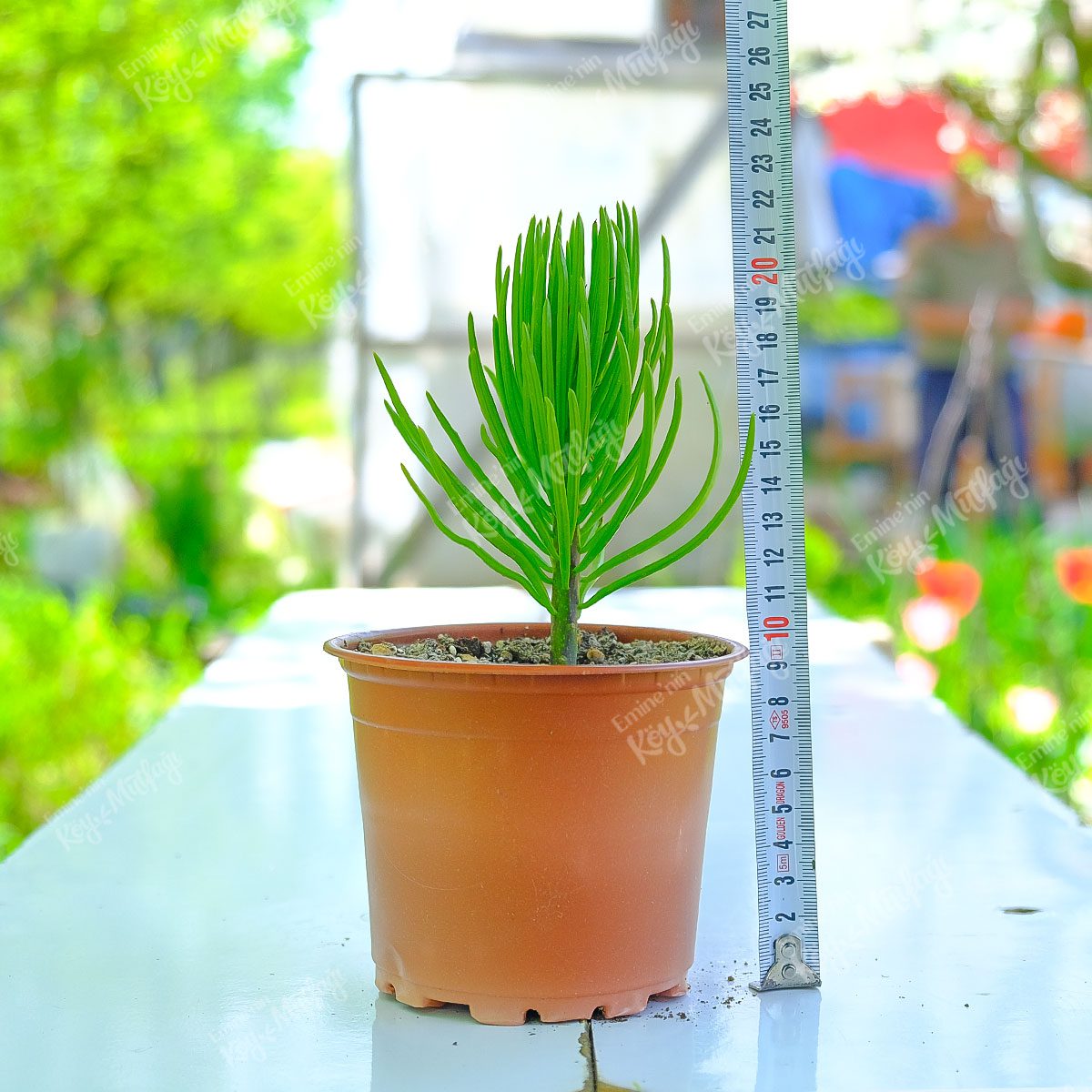 Senecio-Archeri-Himalaya-1.jpg Senecio Archeri Himalaya Sukulent - Görsel 1