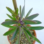 Senecio Crassissimus Sukulent