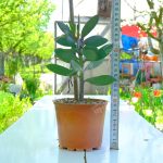 Senecio Crassissimus Sukulent - Görsel 2