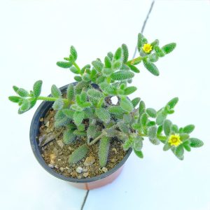 Yetişkin Turşu Sukulent - Delosperma Echinatum - Sarı Çiçek Açan Sukulent