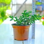 Yetişkin Turşu Sukulent - Delosperma Echinatum - Sarı Çiçek Açan Sukulent - Görsel 2