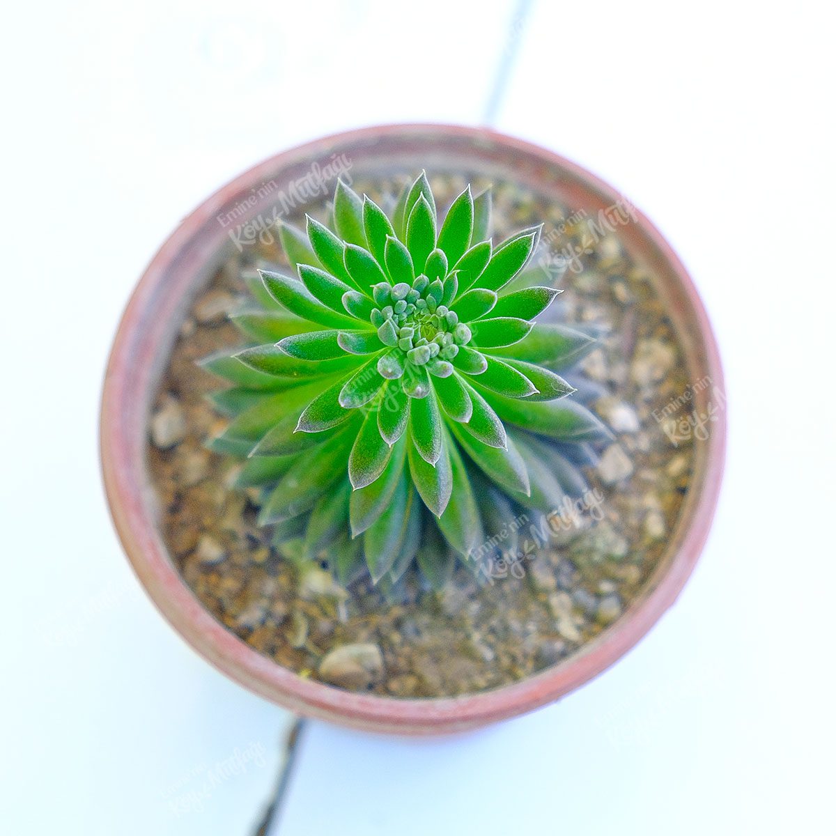 Sinocrassula-Yunnanensis-Sukulent1-1.jpg Sinocrassula Yunnanensis Sukulent - Görsel 1