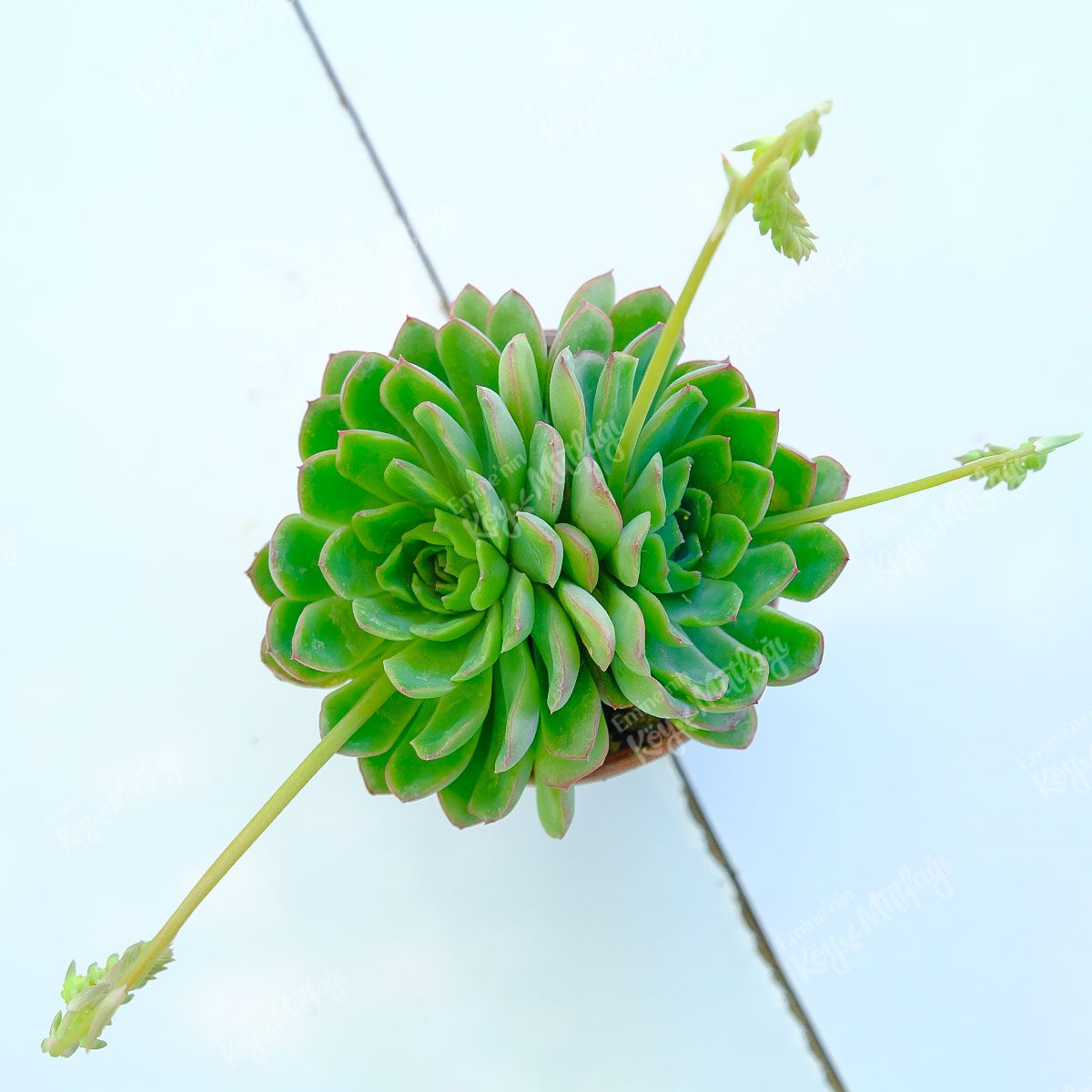 echeveria-elegans1-1.jpg Echeveria Elegans Sukulent - Görsel 1