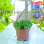 Echeveria Elegans Sukulent - Görsel 2