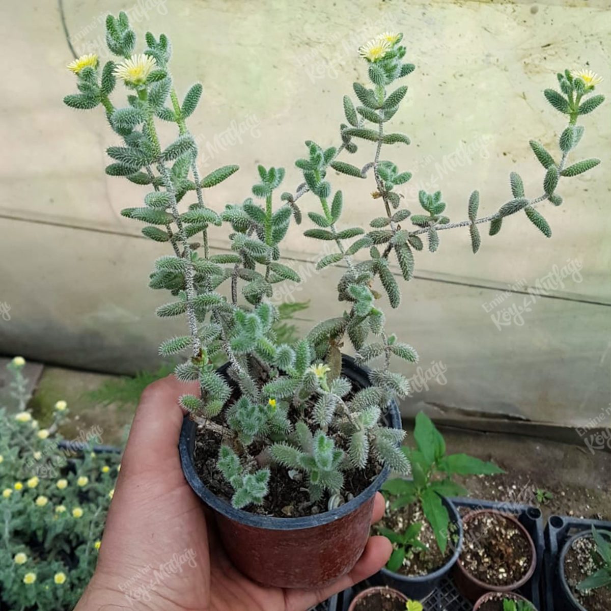 Yetişkin Turşu Sukulent - Delosperma Echinatum - Sarı Çiçek Açan Sukulent - Görsel 5