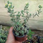 Yetişkin Turşu Sukulent - Delosperma Echinatum - Sarı Çiçek Açan Sukulent - Görsel 5