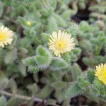 Yetişkin Turşu Sukulent - Delosperma Echinatum - Sarı Çiçek Açan Sukulent - Görsel 4