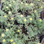 Yetişkin Turşu Sukulent - Delosperma Echinatum - Sarı Çiçek Açan Sukulent - Görsel 3