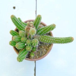 Yılan Kaktüs - Echinopsis Chamaecereus