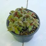 Yıldız Yapraklı Sukulent - Crassula Exilis Picturata