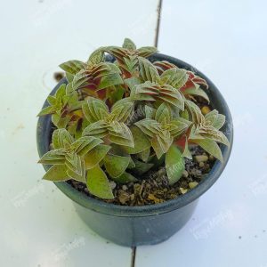 Yıldız Yapraklı Sukulent - Crassula Exilis Picturata