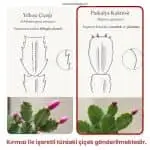 Mor - Fuşya Yılbaşı Çiçeği - Paskalya Çiçeği - Hatiora Gaertneri - Görsel 8