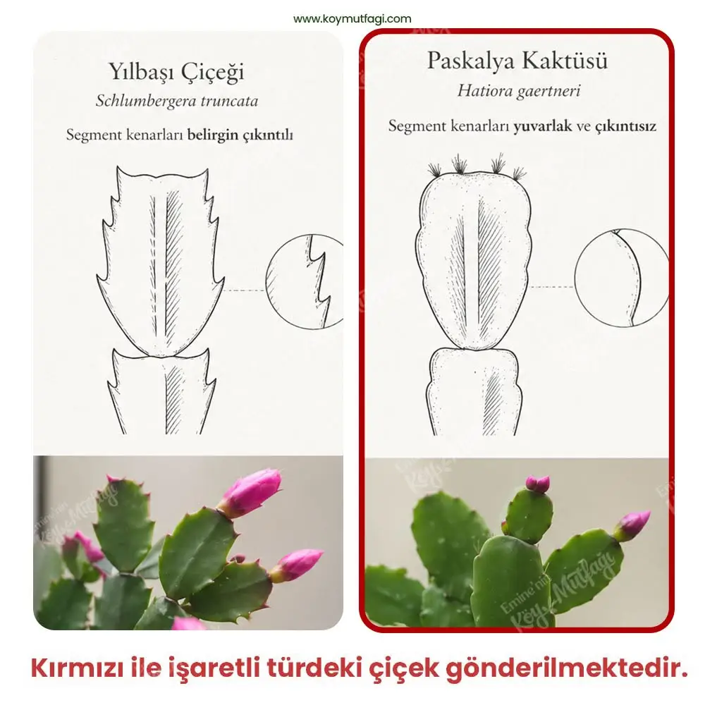 Mor - Fuşya Yılbaşı Çiçeği - Paskalya Çiçeği - Hatiora Gaertneri - Görsel 8
