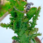 Meksika Kaktüsü – Opuntia Monacantha (Yetişkin Boy) - Görsel 2