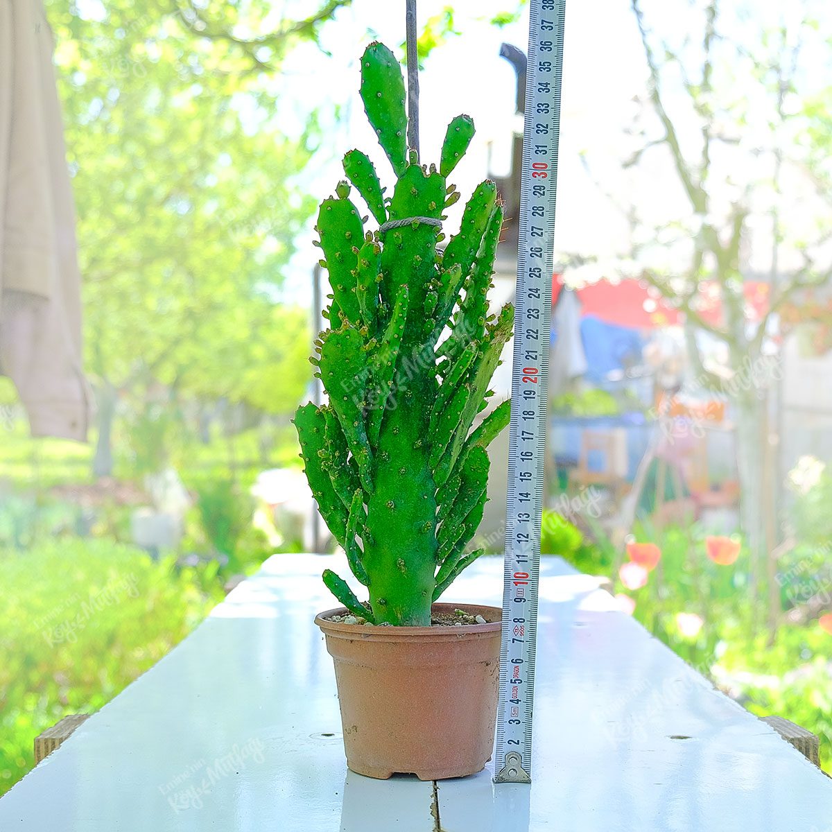 Opuntia-Monacantha2-1.jpg Meksika Kaktüsü – Opuntia Monacantha (Yetişkin Boy) - Görsel 1
