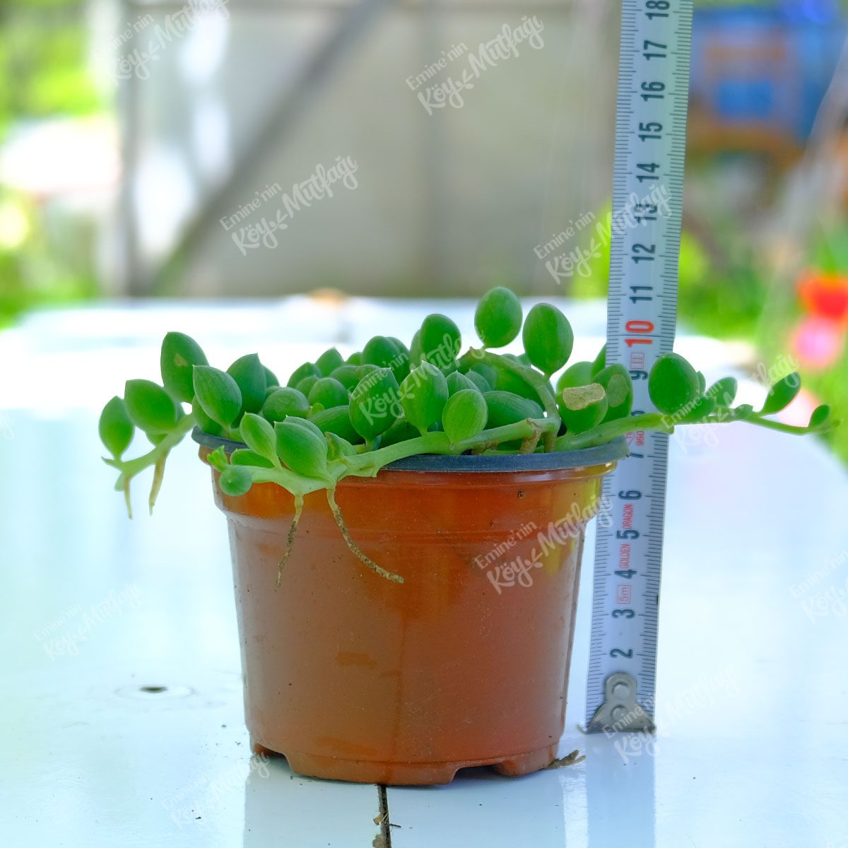 Senecio-Rowleyanus-Tesbih-Cicegi-1.jpg Karpuz Tesbih Çiçeği - Senecio Herreianus 'String of Watermelon' - Görsel 1