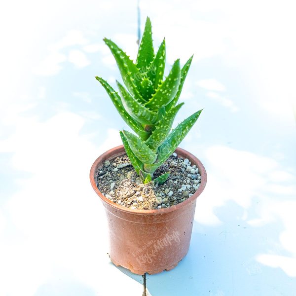 Katlı Aloevera - Dikenli Aloe Vera - Aloe Squarrosa