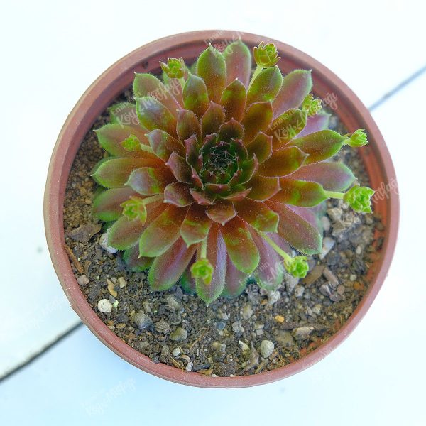 Kader Çiçeği - Sempervivum Sukulent