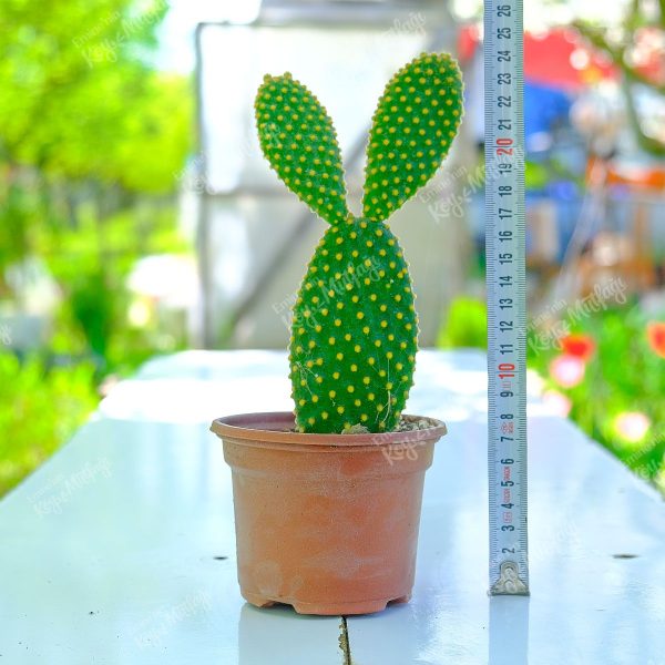 Sarı Diken İnciri Tavşan Kulağı Kaktüs- Opuntia Microdasys Yellow